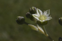 Graptopetalum mendozae